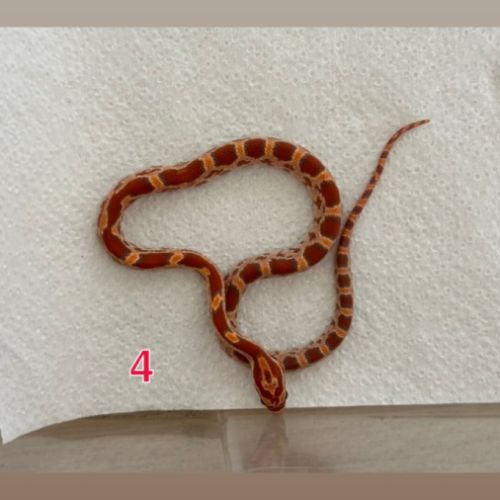 Pantherophis ultramel het scaleless #2