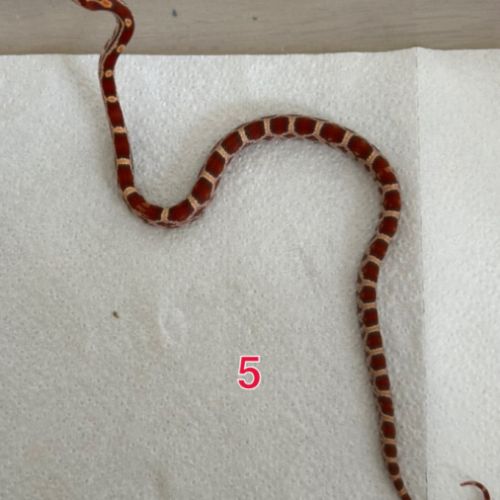 Pantherophis ultramel het scaleless #3