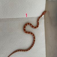 Pantherophis ultramel het scaleless