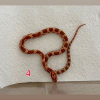 Pantherophis ultramel het scaleless #2