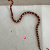 Pantherophis ultramel het scaleless #3