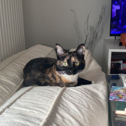 Donne chatte affectueuse et joueuse #2