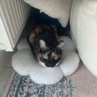 Donne chatte affectueuse et joueuse #0
