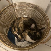 Donne chatte affectueuse et joueuse #4