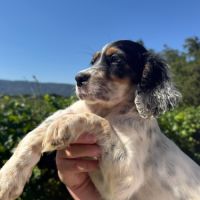 Chiot setter femelle tricolore