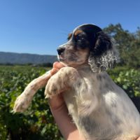 Chiot setter femelle tricolore #2