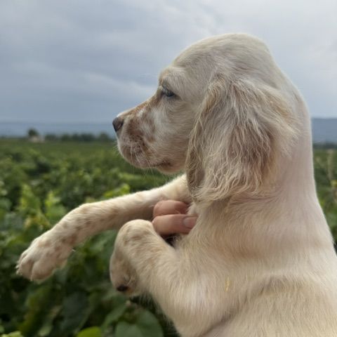 Chiot setter anglais #0