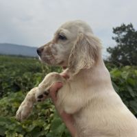 Chiot setter anglais #1
