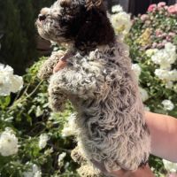 Vend chiots lagotto romagnolo #1