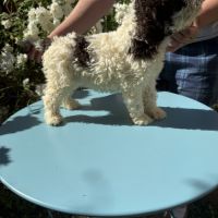 Vend chiots lagotto romagnolo