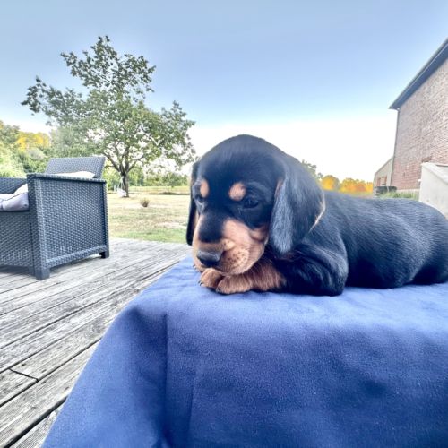 Chiot courant slovaque #0