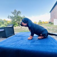 Chiot courant slovaque #1