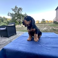 Chiot courant slovaque #2