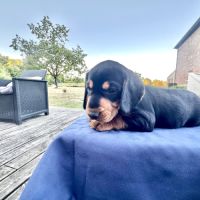 Chiot courant slovaque