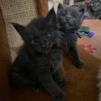 Maine coon av où sans loof tres bonne lignées