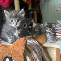 Maine coon av où sans loof tres bonne lignées #2