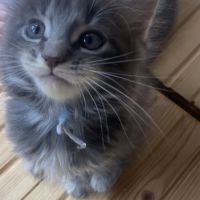 Maine coon tres bonne lignées