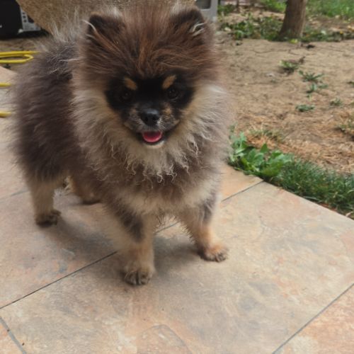 Spitz mâle black an tan #3