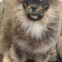 Spitz mâle black an tan