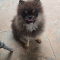 Spitz mâle black an tan #2