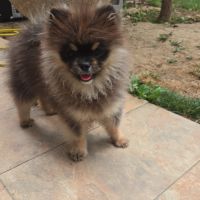 Spitz mâle black an tan #3