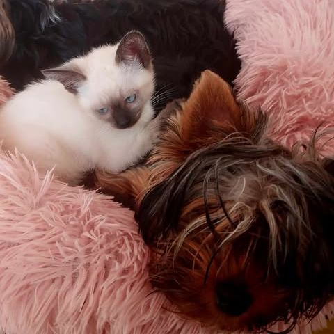 Chatons siamois #1