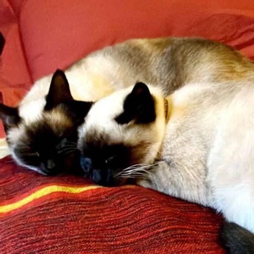 Chatons siamois #2