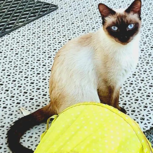 Chatons siamois #3