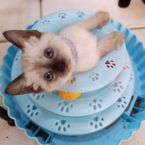 Chatons siamois #5