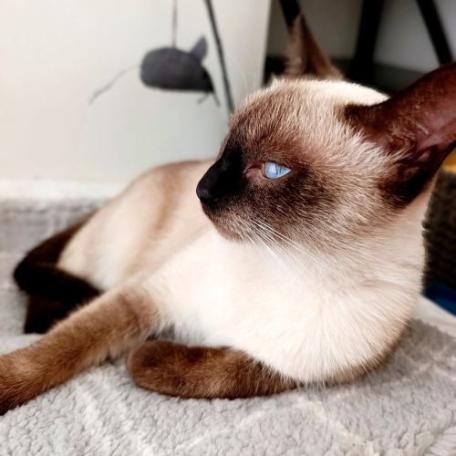 Chatons siamois