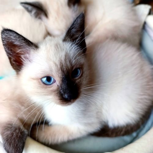 Chatons siamois #10