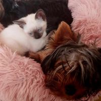 Chatons siamois #1