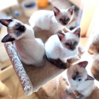 Chatons siamois #4