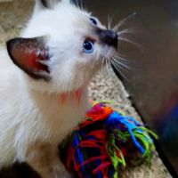 Chatons siamois #7