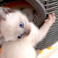 Chatons siamois #8
