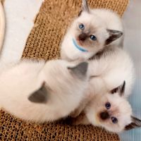 Chatons siamois #9