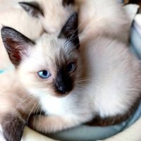 Chatons siamois #10