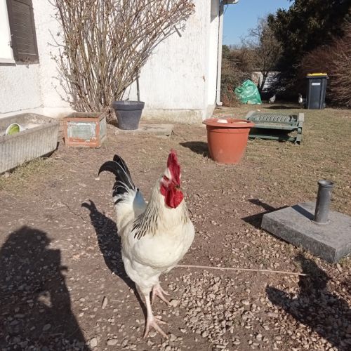 Coq sussex de deux ans