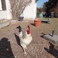 Coq sussex de deux ans