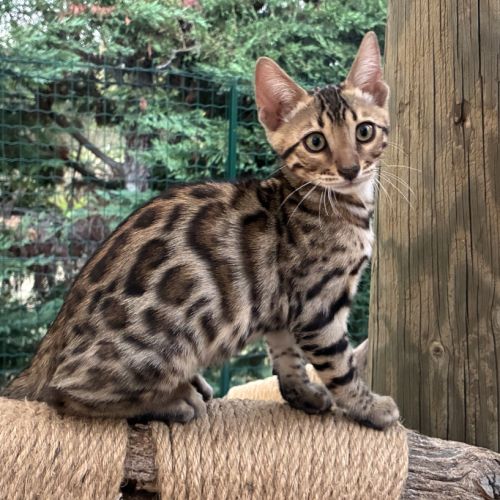 Chaton mâle brown loof #1