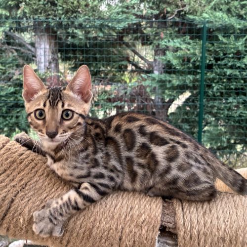 Chaton mâle brown loof #0