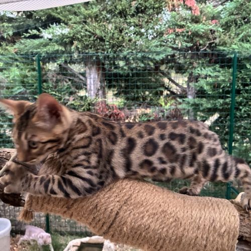 Chaton mâle brown loof #4