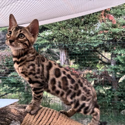 Chaton mâle brown loof #6