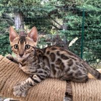 Chaton mâle brown loof