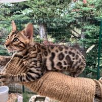 Chaton mâle brown loof #5