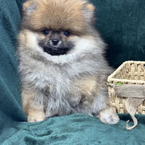 Bambou, mâle spitz nain poméranien lof #1