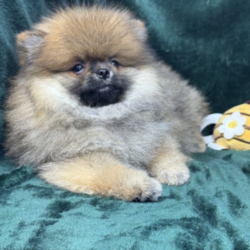Bambou, mâle spitz nain poméranien lof #3