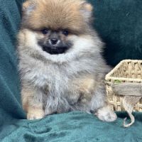 Bambou, mâle spitz nain poméranien lof #1