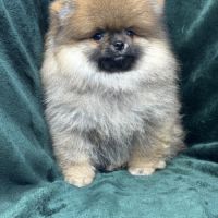 Bambou, mâle spitz nain poméranien lof #2