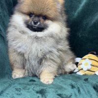 Bambou, mâle spitz nain poméranien lof
